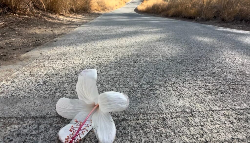 ダイアモンドヘッド下山道